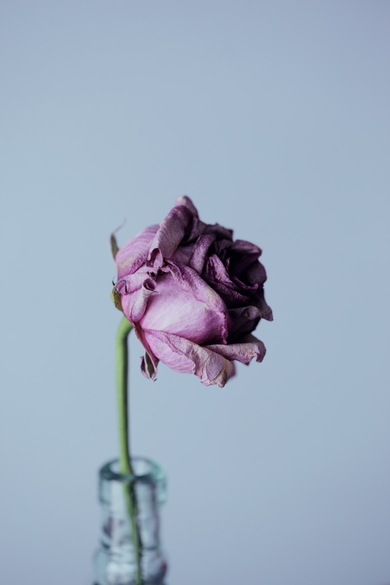 purple petal flower and clear glass vase